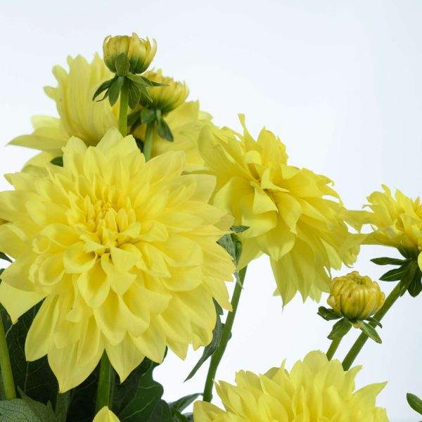 Perennial two-color gelb dahlia pflanzen for borders