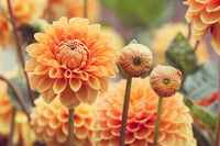 Perennial gelb-orange dahlia pflanzen for blume beds