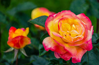 Perennial gelb & rosa roses for borders and containers