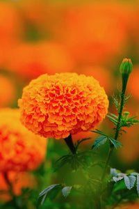 Orange Nelke Blumensamen zur Aussaat – robust Sorte – Traditionssorte & ohne Gentechnik Samen Hausgarten