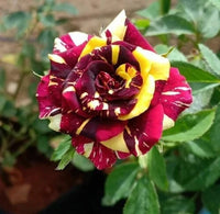 Multi Rose Blumensamen zur Aussaat – ideal Rabatten – Traditionssorte & ohne Gentechnik Samen Hausgarten S