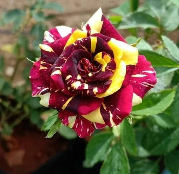 Multi Rose Blumensamen zur Aussaat – ideal Rabatten – Traditionssorte & ohne Gentechnik Samen Hausgarten S