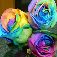 MultiColor Rose Blumensamen zur Aussaat hochwertige Qualitäts- Traditionssorte & ohne Gentechnik Samen Hausgarten