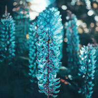 Jade vine light grün blumen wachsend on pergola