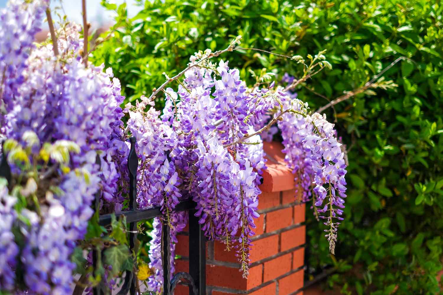 Wisteria blumen on garten pergola