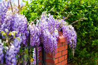 Wisteria blumen on garten pergola