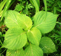 Green Shiso Pflanze in containers with frilled leaves