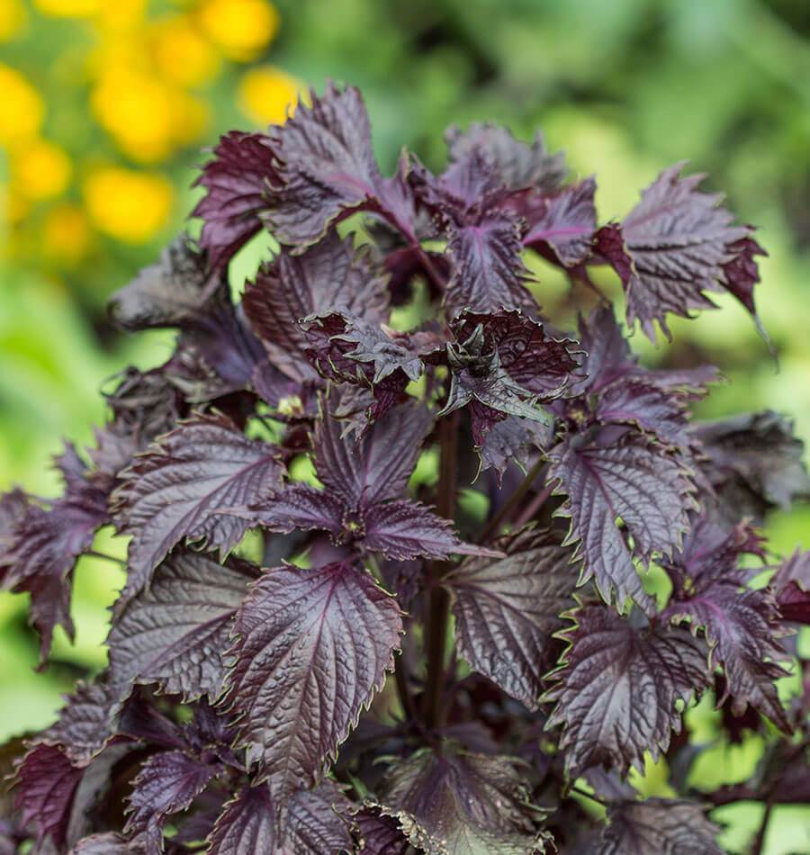 Red Shiso Pflanze in containers with serrated leaves