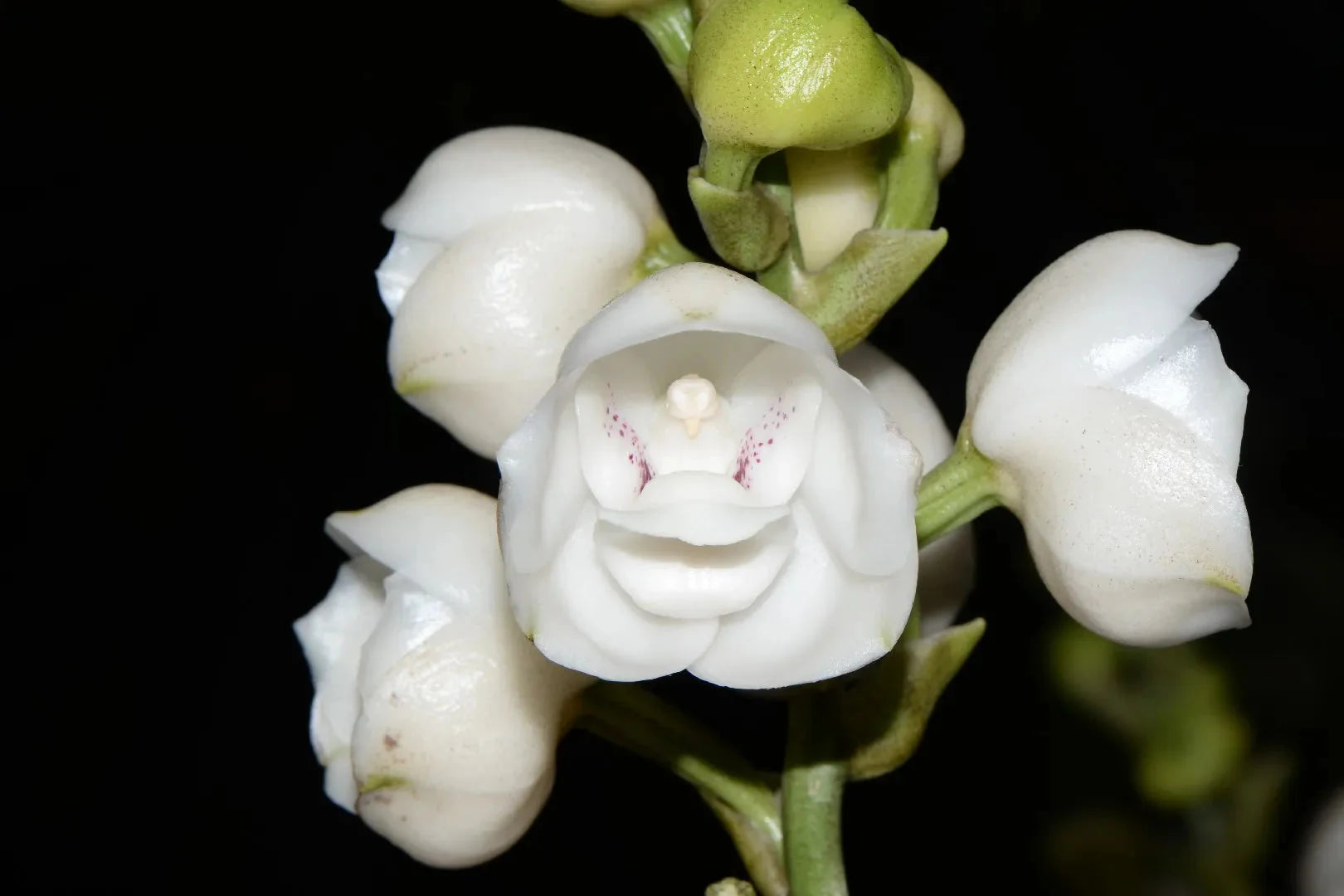 Peristeria Blumensamen zur Aussaat – pflegeleicht – Traditionssorte & ohne Gentechnik Samen Hausgarten