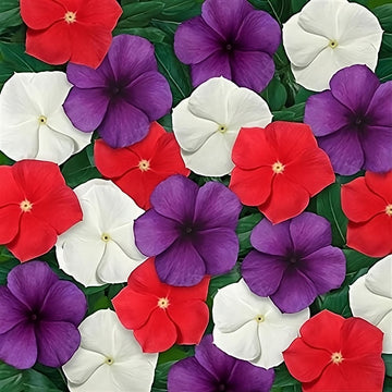 Periwinkle vinca mix samen for anpflanzung