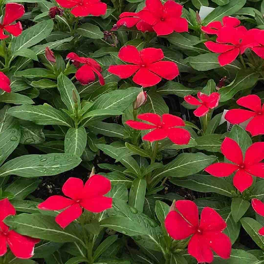 Periwinkle vinca rot blume samen for anpflanzung