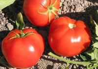 Peron sprayless tomato samen für aussaat