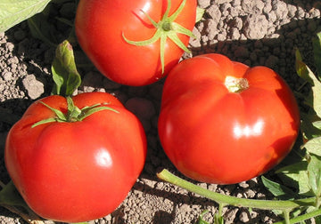 Peron sprayless tomato samen für aussaat
