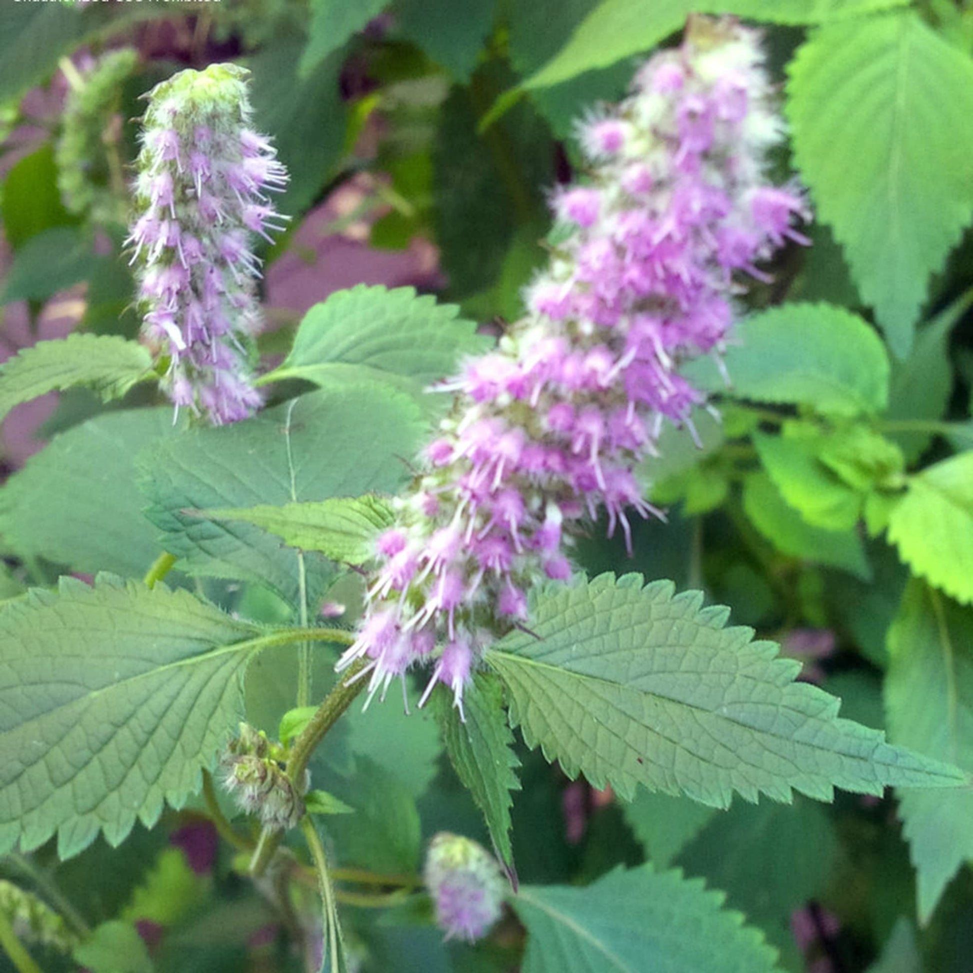 Persicaria odorata glossy lance-shaped foliage from Samen