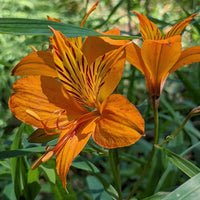 Gelb Alstroemeria Blumensamen Aussaat