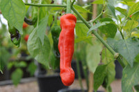 Peter pepper samen productive hot pepper pflanzen