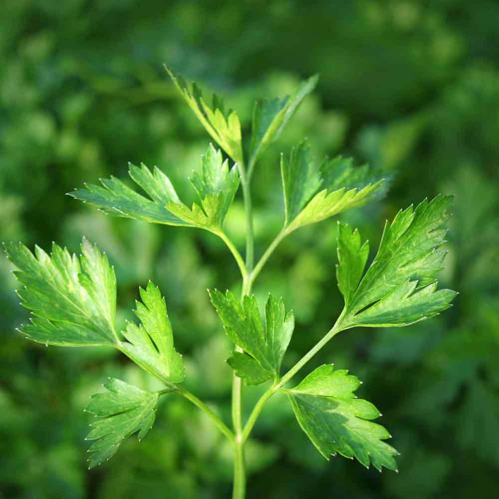 Petroselinum Neapolitanum parsley Samen