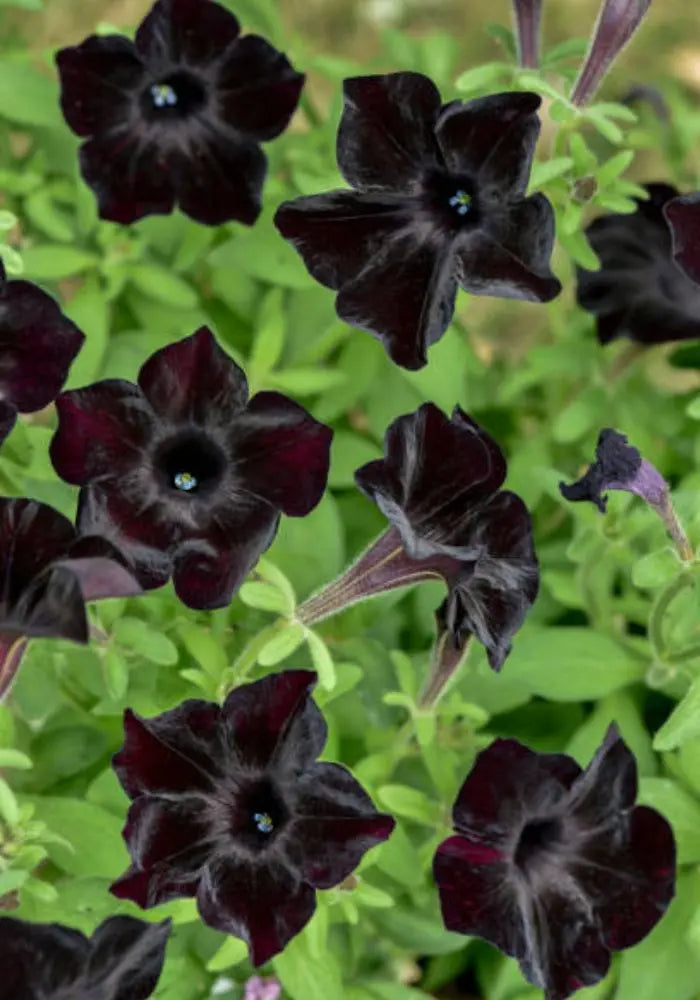 Schwarz Cat Petunie Samen Blumensamen zur Aussaat – sonnenliebend – Traditionssorte & ohne Gentechnik Samen Hausgarten