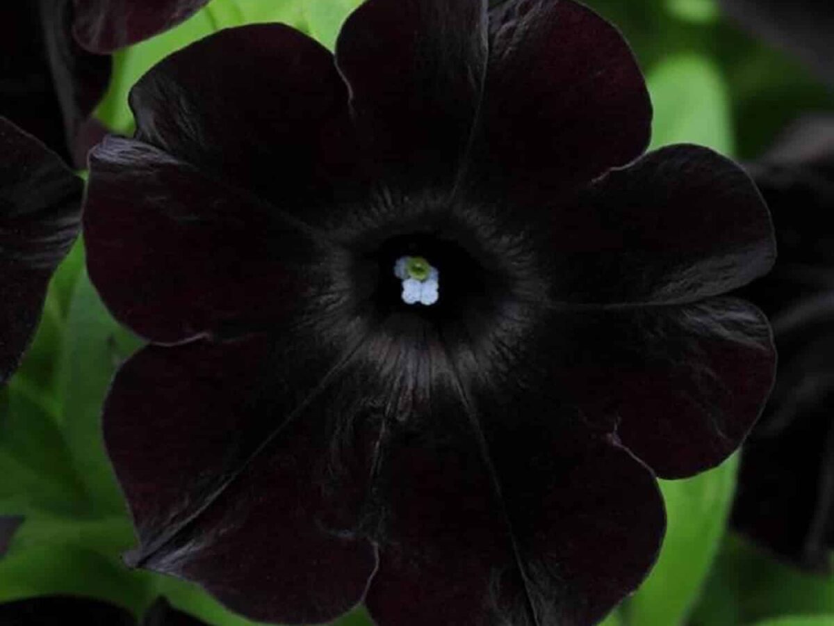 Schwarz cherry petunia blume samen for anpflanzung - fragrant blossoms, heirloom & gmo free samen for home garten
 
 sale samen for anpflanzung in home garten