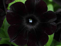 Schwarz cherry petunia blume samen for anpflanzung - fragrant blossoms, heirloom & gmo free samen for home garten
 
 sale samen for anpflanzung in home garten