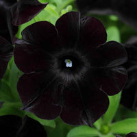 Schwarz Cat Petunie Samen Blumensamen zur Aussaat – sonnenliebend – Traditionssorte & ohne Gentechnik Samen Hausgarten