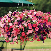 Petunia mix used in garten borders