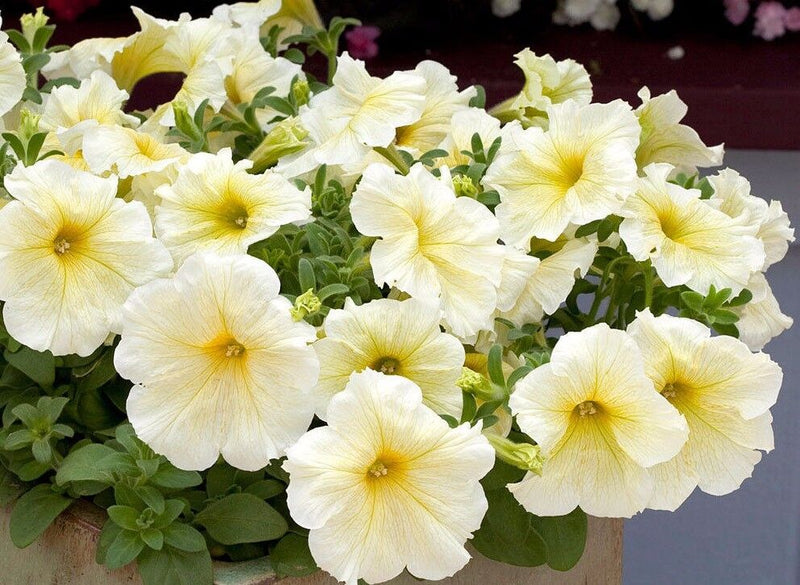 Petunia bright light gelb blume samen for anpflanzung