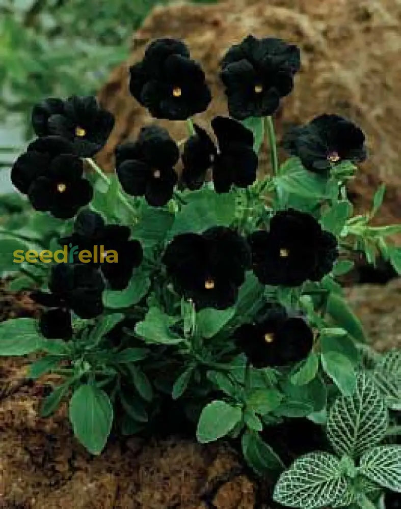 Close-up of schwarz petunia petals