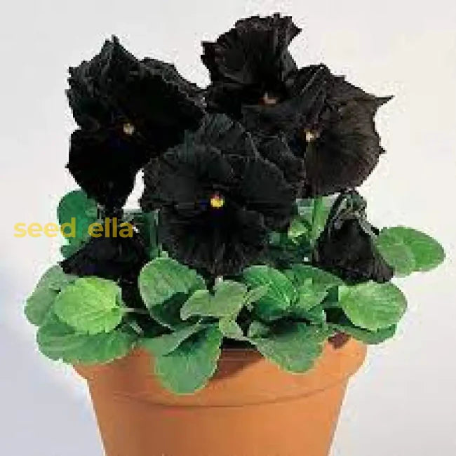 Schwarz petunia wachsend in container