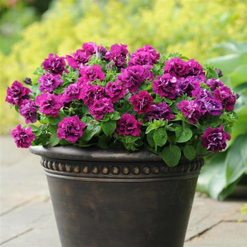 Double petunia petunia spp. for anpflanzung in blume bed