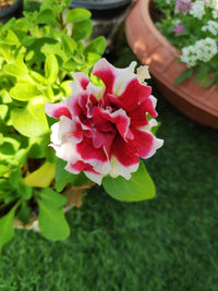 Weiß Rosa Petunie Blume Samen zur Aussaat leuchtend und farbenfroh Garten Schauanlagen