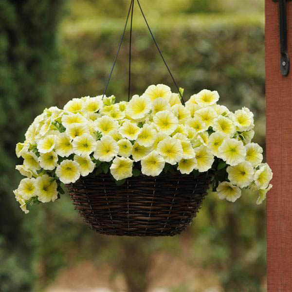 Gelb & Weiß Traditionssorte Petunie Blumensamen zur Aussaat – leuchtend Blüten – Traditionssorte & ohne Gentechnik Samen Hausgarten
