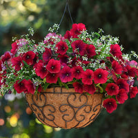 Rot oblique petunias planted in garten beds