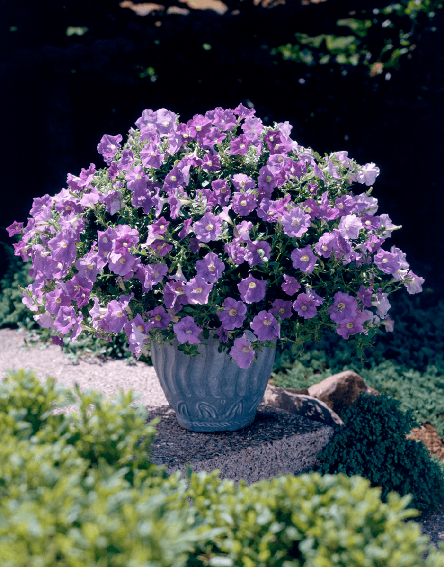Sky blau petunia blume bed – bright and colorful garten border