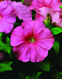 Petunia blume samen for anpflanzung rosa blooms