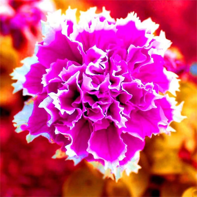Petunia shuttlecock blumen in garten bed