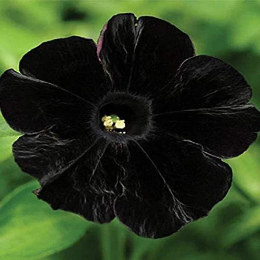 Schwarz petunia planted along garten border