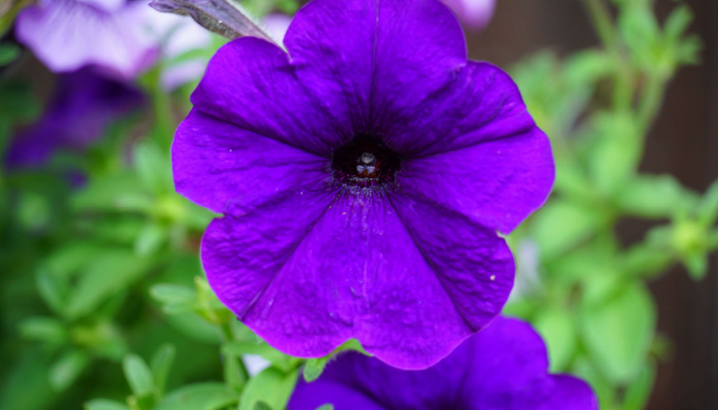 Violet petunia blumen in garten borders and containers