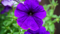 Violet petunia blumen in garten borders and containers