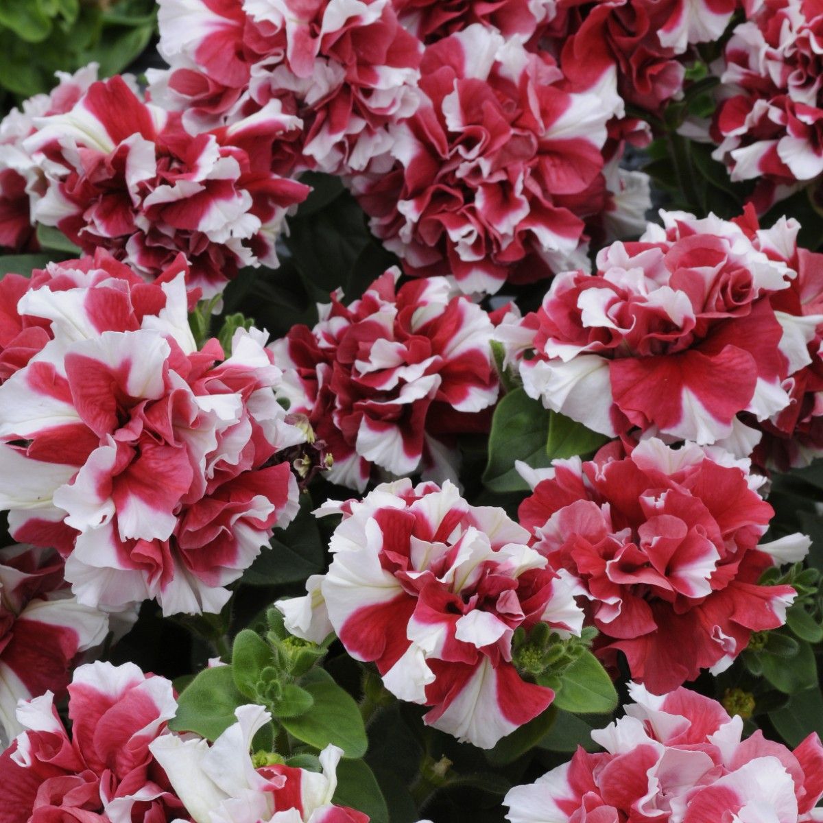 Rot weiß petunia in garten bed