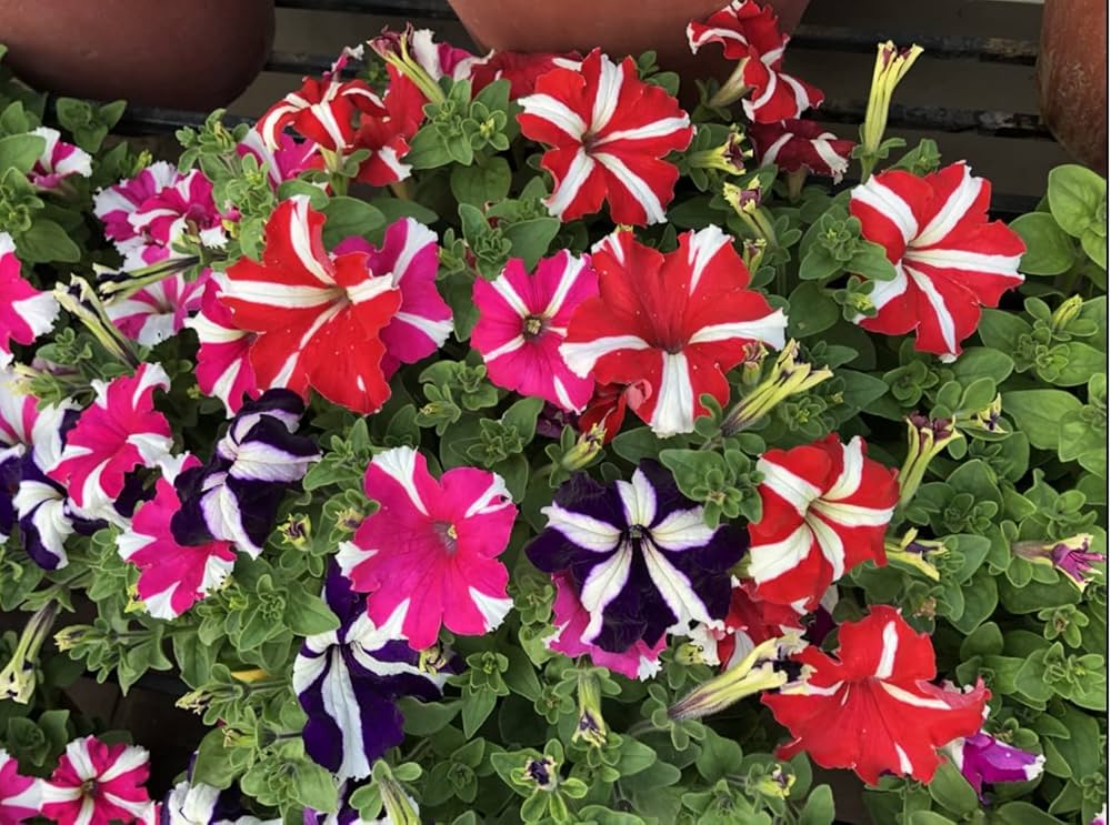 Oblique mixed colour petunias brightening garten borders