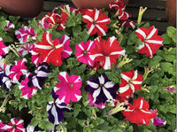 Oblique mixed colour petunias brightening garten borders