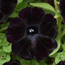 Schwarz petunias wachsend in garten bed