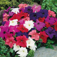 Bright blooms mixed petunia blume samen for anpflanzung