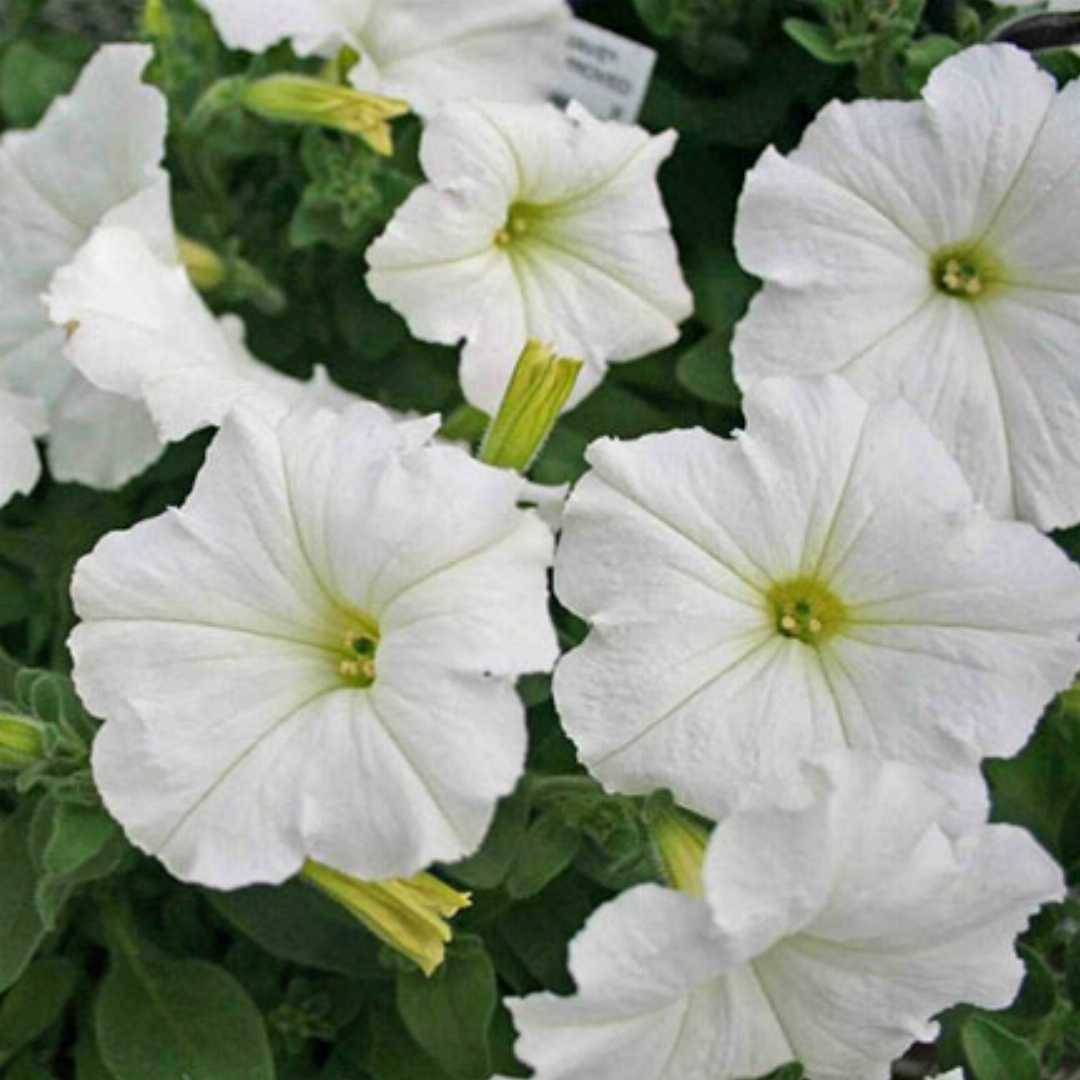 Weiß petunia grandiflora samen blume samen for anpflanzung - cottage garten essential, heirloom & gmo free samen for home garten
 
 sale for anpflanzung in home garten.