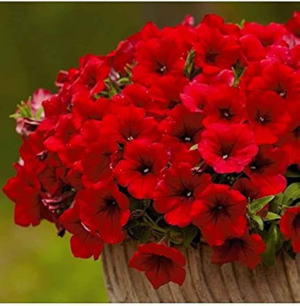 Rot petunia blumen wachsend in hanging baskets