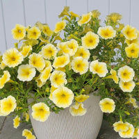 Gelb petunia blumen in hanging basket