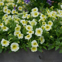 Gelb petunia blumen in a hanging basket