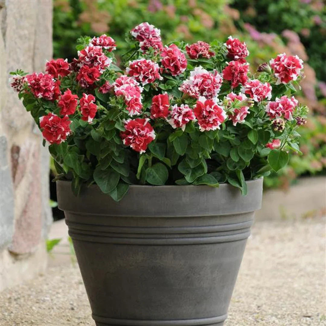 Rot weiß petunia blumen in hanging basket