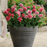 Rot weiß petunia blumen in hanging basket